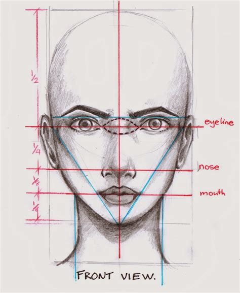 Image result for Face Structure Drawing