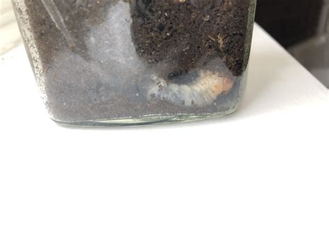 On of my rainbow stag beetle grubs. They’re coming along nicely but ...