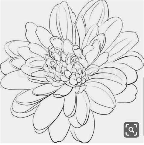 Chrysanthemum Flower Drawing