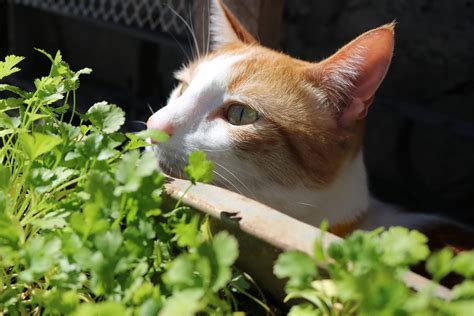 Can Cats Eat Catnip?