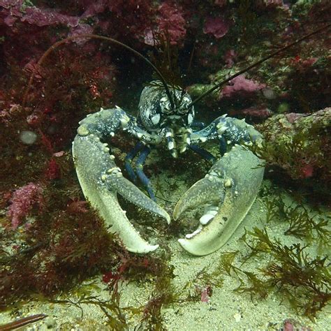 Boat Dives in Tarifa, Diving with Nic, Marbella, 28 July 2024 ...