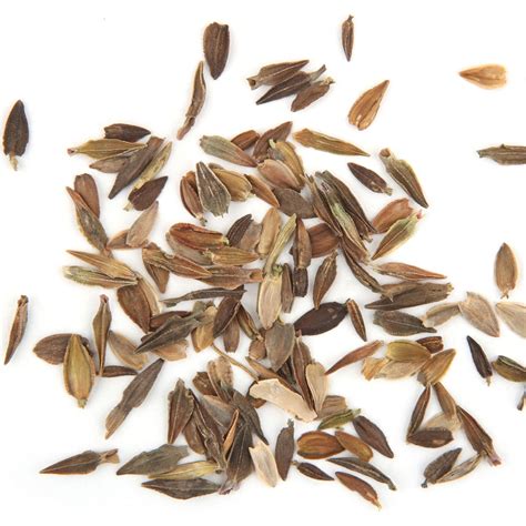 Zinnia Seeds From Flower at Alejandro Harden blog