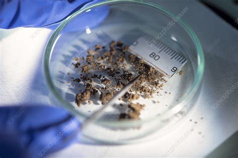 Image result for Forensic Soil Collection