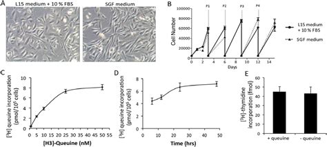 The Queuine Micronutrient: Charting a Course from Microbe to Man