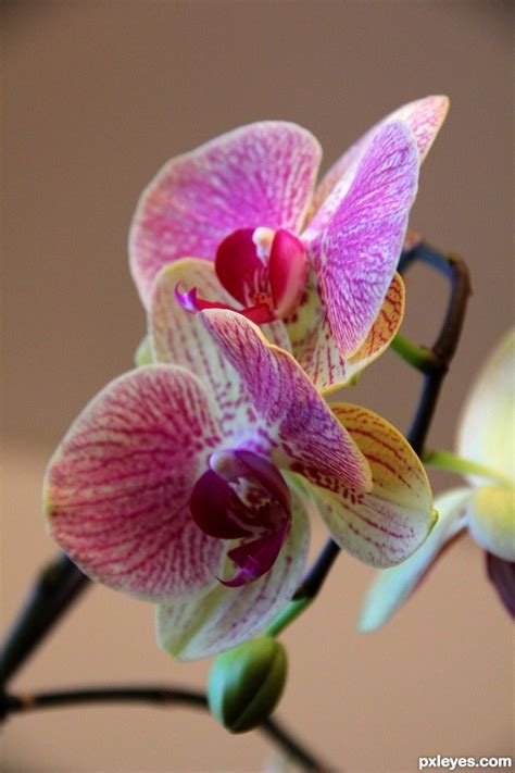 Orquidea Photography Contest Pictures - Image Page 1 - Pxleyes.com