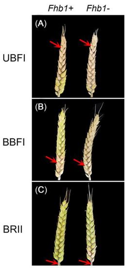 Mycotoxin DON Accumulation in Wheat Grains Caused by Fusarium Head ...
