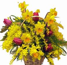 fiori per festa della donna mazzi di fiori e bouquets di mimosa per festa della donna fiori per festa della donna mazzi di fiori e bouquets di mimosa per festa della donna