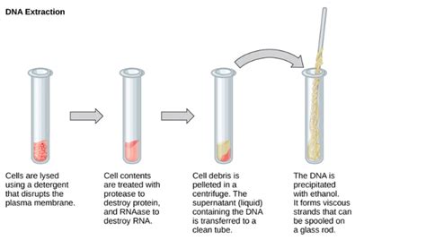 Image result for How DNA Testing Works