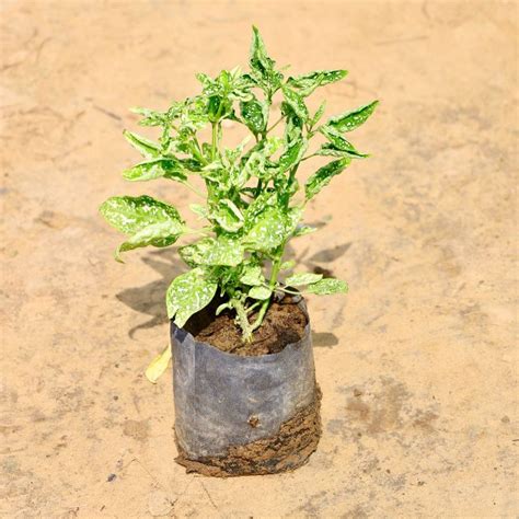 Haryali Apna Plant Store – Haryali : Apna Plant Store