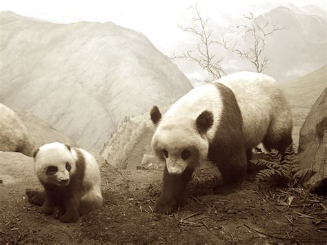 On a Center of Biological Primitiveness | Meer