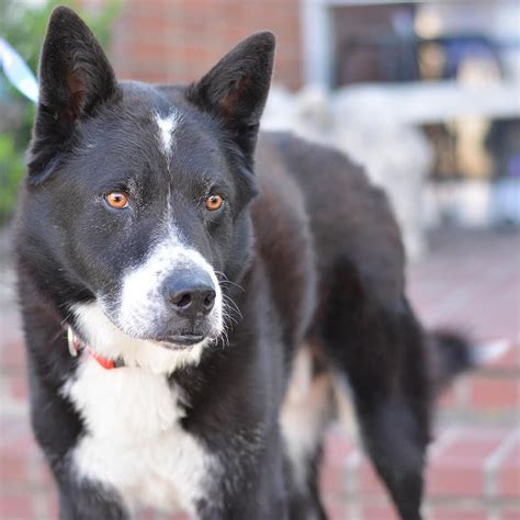 Craigslist Fresno Visalia Pets - Pet Spare