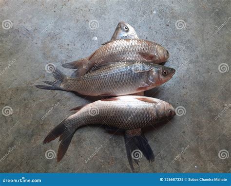 Rohu Fish In English