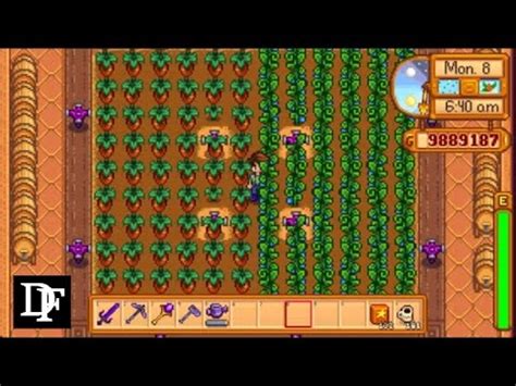 Stardew Valley - Ancient Fruit Vs Rare Seed for the Greenhouse - YouTube