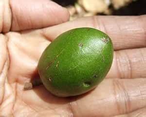 Indoor-Outdoor Ceylon Olive/Jolpai Plant- (2-3ft), 1 Healthy Plant ...