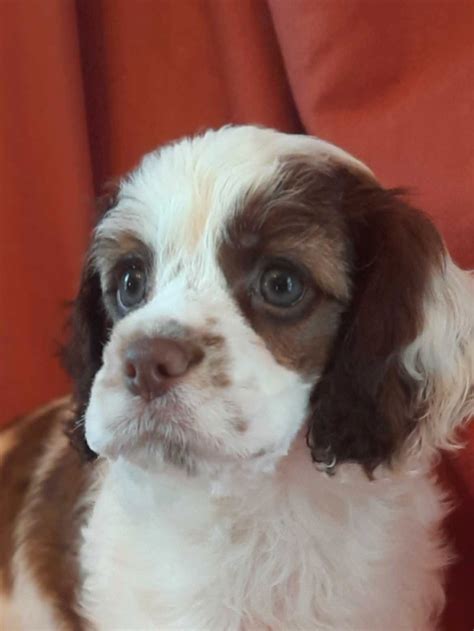 Image result for Cockapoo Dogs for Rehoming