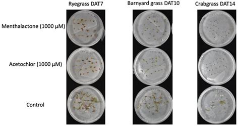 Menthalactone from Mentha piperita L., a Monocot-Selective Bioherbicide