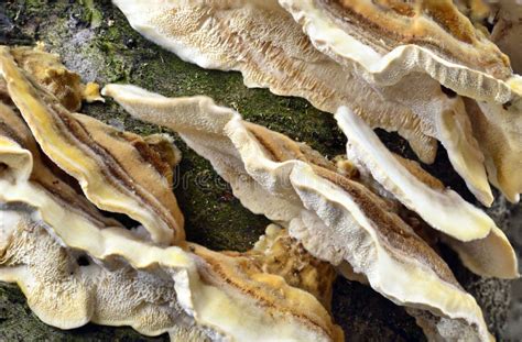 Image result for Tree Rot Fungus