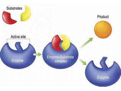 Enzyme Activity Process 的图像结果