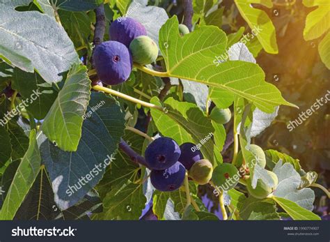 540 Common Fig Crops lizenzfreie Fotos und Stockbilder | Shutterstock