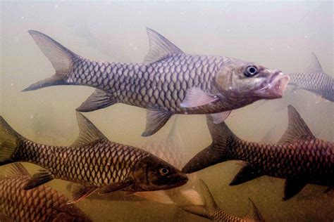 MP: Endangered Mahseer Fish Struggles For Survival; Narmada Dam Deemed ...