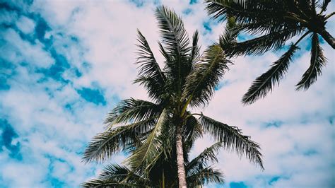 Download wallpaper 2048x1152 palms, tree, leaves, sky ultrawide monitor ...