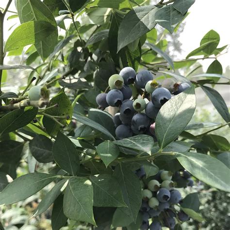 蓝莓在陕西：种植两千余亩 有望打破现有果业格局|农业|蓝莓_凤凰资讯