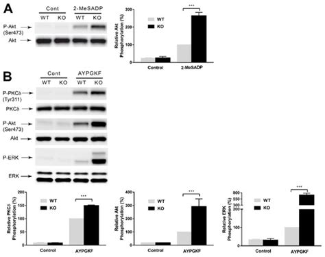 Role of GRK6 in the Regulation of Platelet Activation through Selective ...