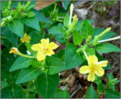 4'O Clock / Four O' Clock Yellow (Mirabilis jalapa / Marvel of Peru ...
