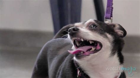 Common Dog Problems 的图像结果