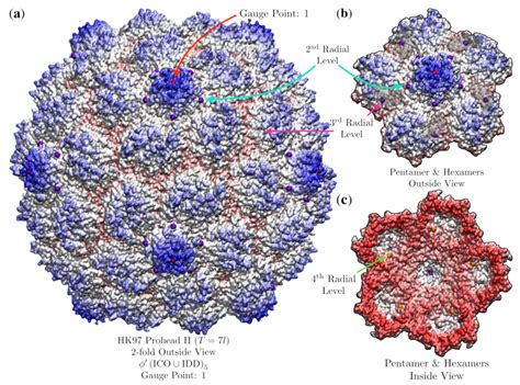 Unveiling the Hidden Rules of Spherical Viruses Using Point Arrays