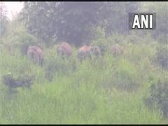 Kerala govt should focus on problems created by wild animals, demands ...
