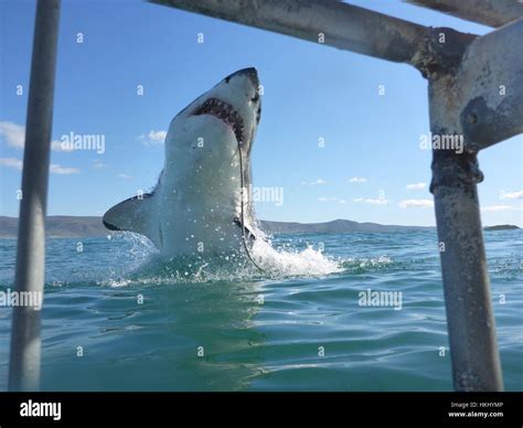 Great white shark mouth open hi-res stock photography and images - Alamy