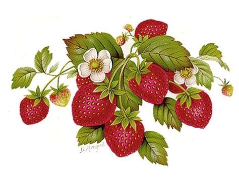 cute strawberry illustration