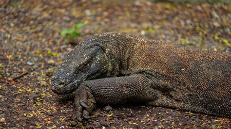 How a Komodo Dragon’s Bite Can Take Down an Animal 10 Times Its Size – Reptilekingz