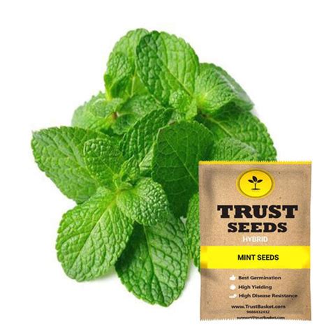 Buy Mint Seeds Online | Best Mint Seeds in India-TrustBasket