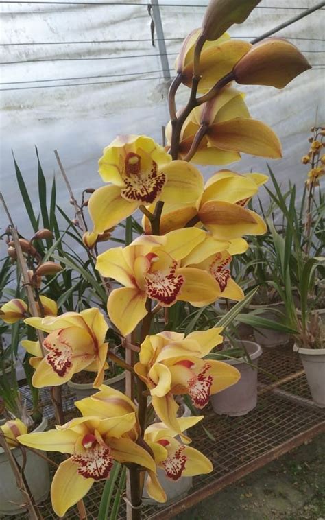 Premium Cymbidium Orchids in India | Buy Cymbidium Orchids in India ...