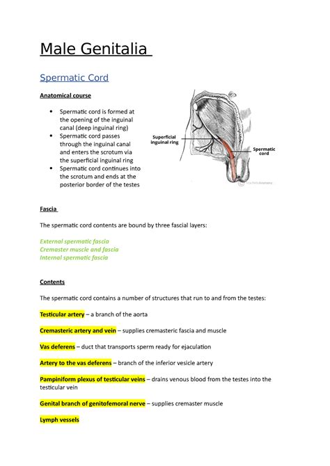 Image result for Cremasteric Muscle Contraction