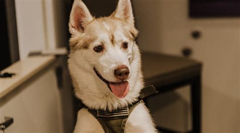 STAYBRIDGE SUITES COEUR D'ALENE BY IHG (North America/ID) - Hotel ...