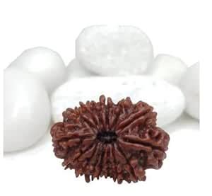 MAA Shakti GEMS 17 Mukhi Rudraksha Nepali Holy Beads Seventeen Face ...