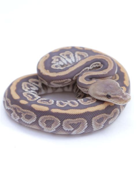Image result for Hypo Ball Python