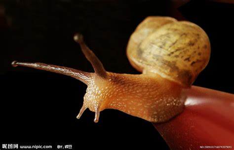 【蜗牛摄影图片】田地生态摄影_太平洋电脑网摄影部落
