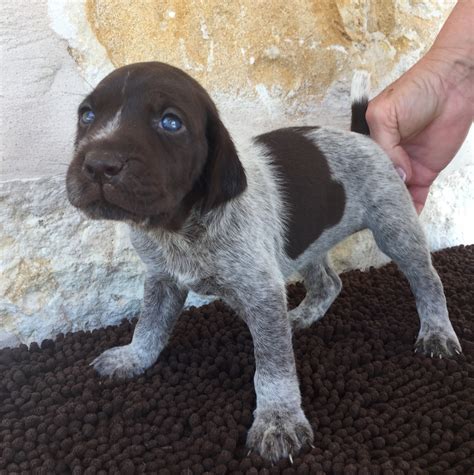 Black German Shorthaired Pointer Puppies