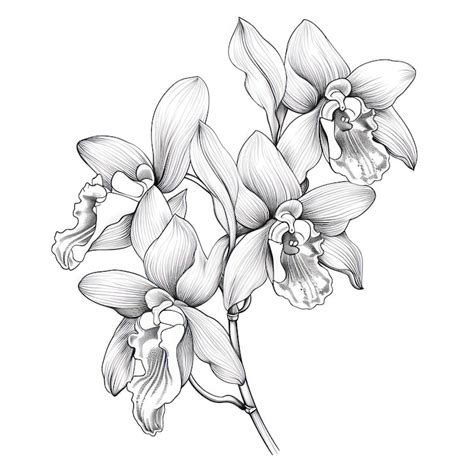 Orchid drawing Images - Free Download on Freepik