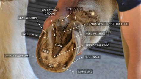 Horse hoof anatomy (with pictures): everything you need to know about ...