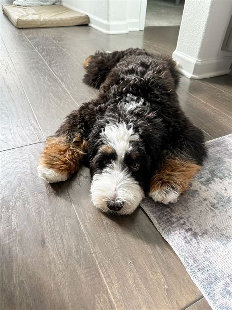 Rocky Road Doodles | Everybody paws up for Winston 🐶🐾🦴💛. Winston is a ...