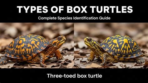 Box Turtle Predators 的图像结果