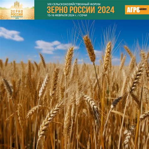 Зерно России 2024 🌾 — Журнал Агробизнес на TenChat.ru
