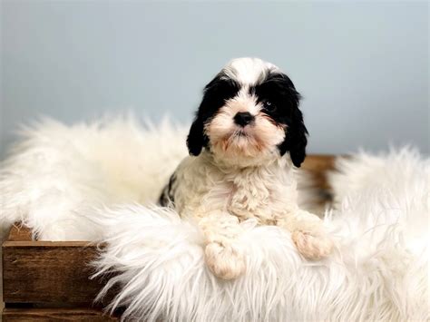 Rezultat imagine pentru Cavapoo Barking