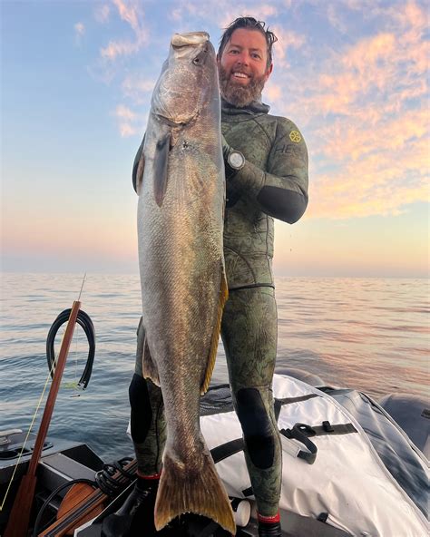 Giant White Sea Bass