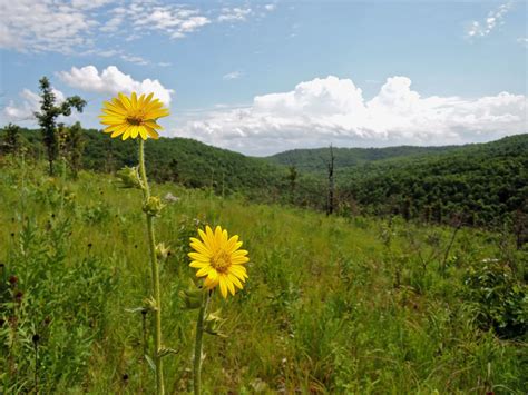 Grassland Plants Pictures